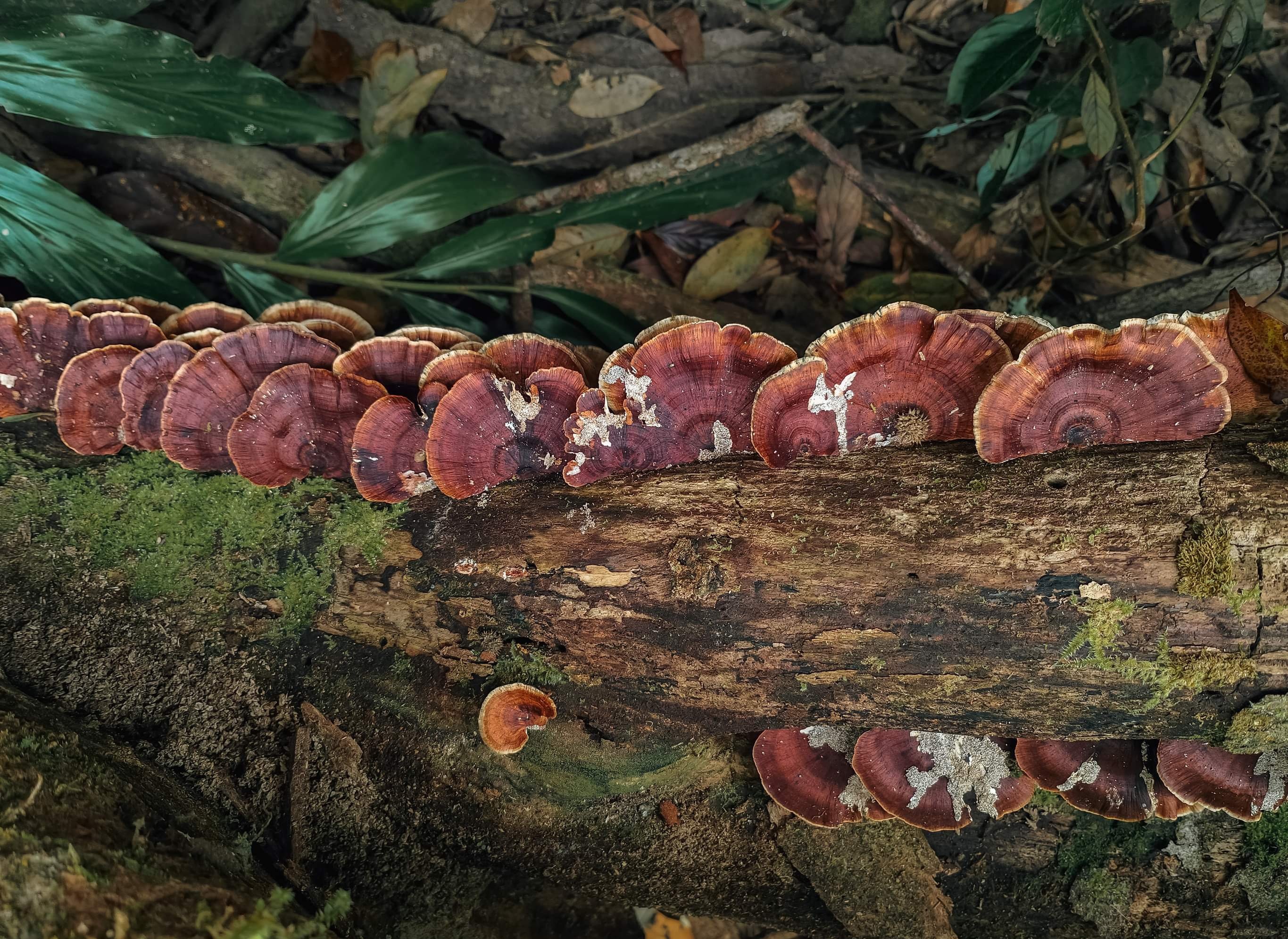 du lich ben vung anh 6