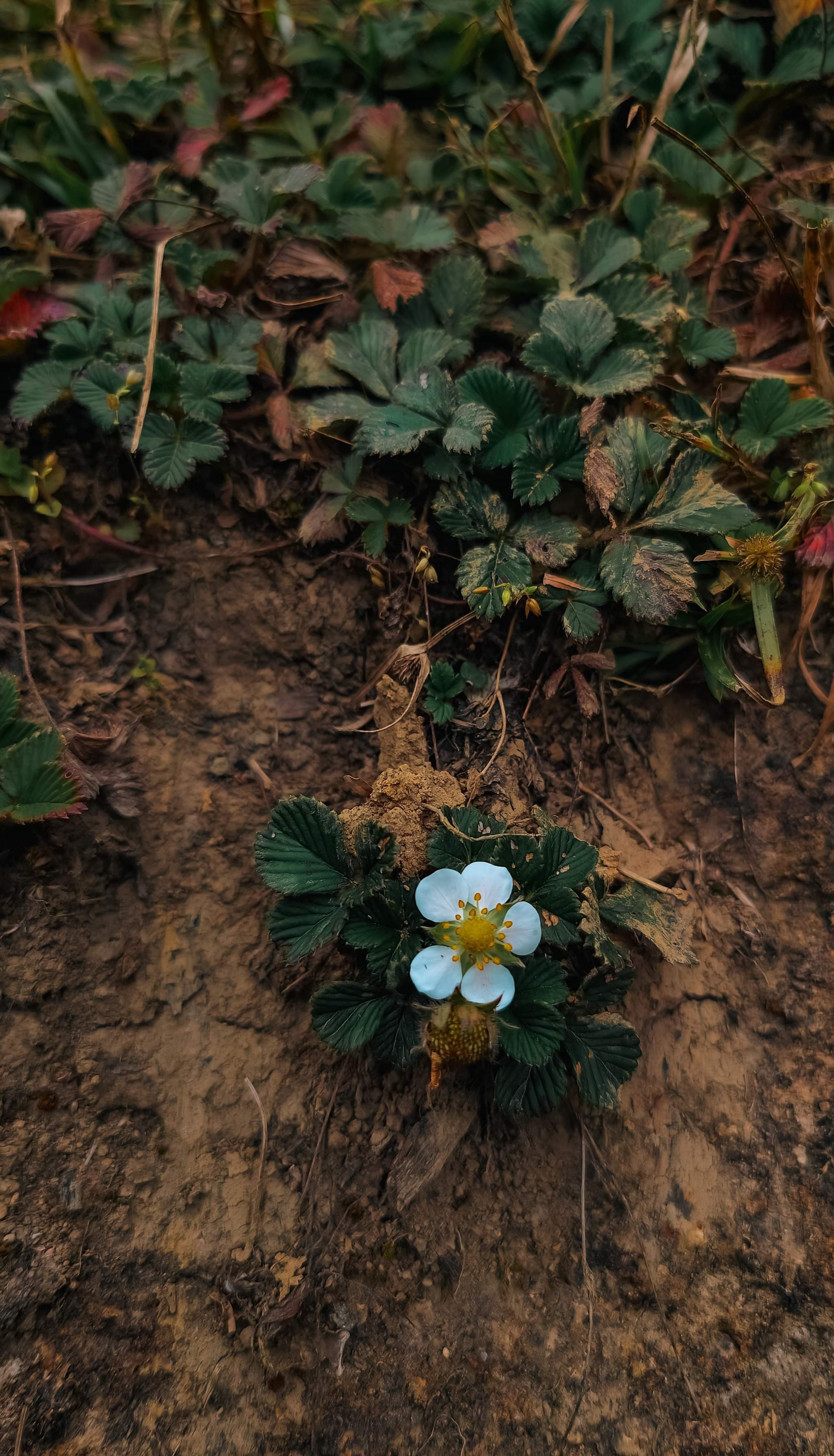 du lich ben vung anh 14