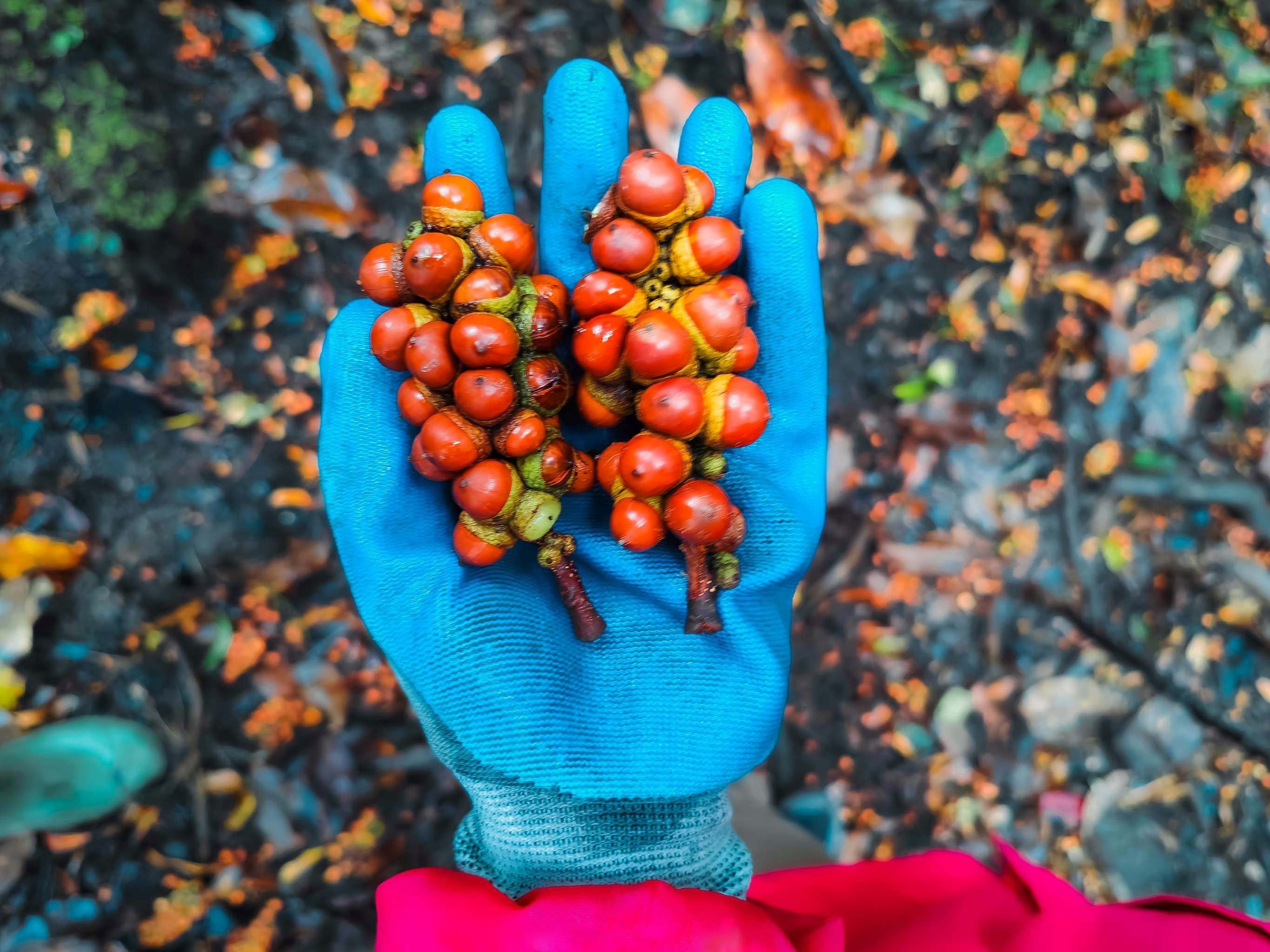 'Ky hoa di thao' trong rung Sa Mu hinh anh