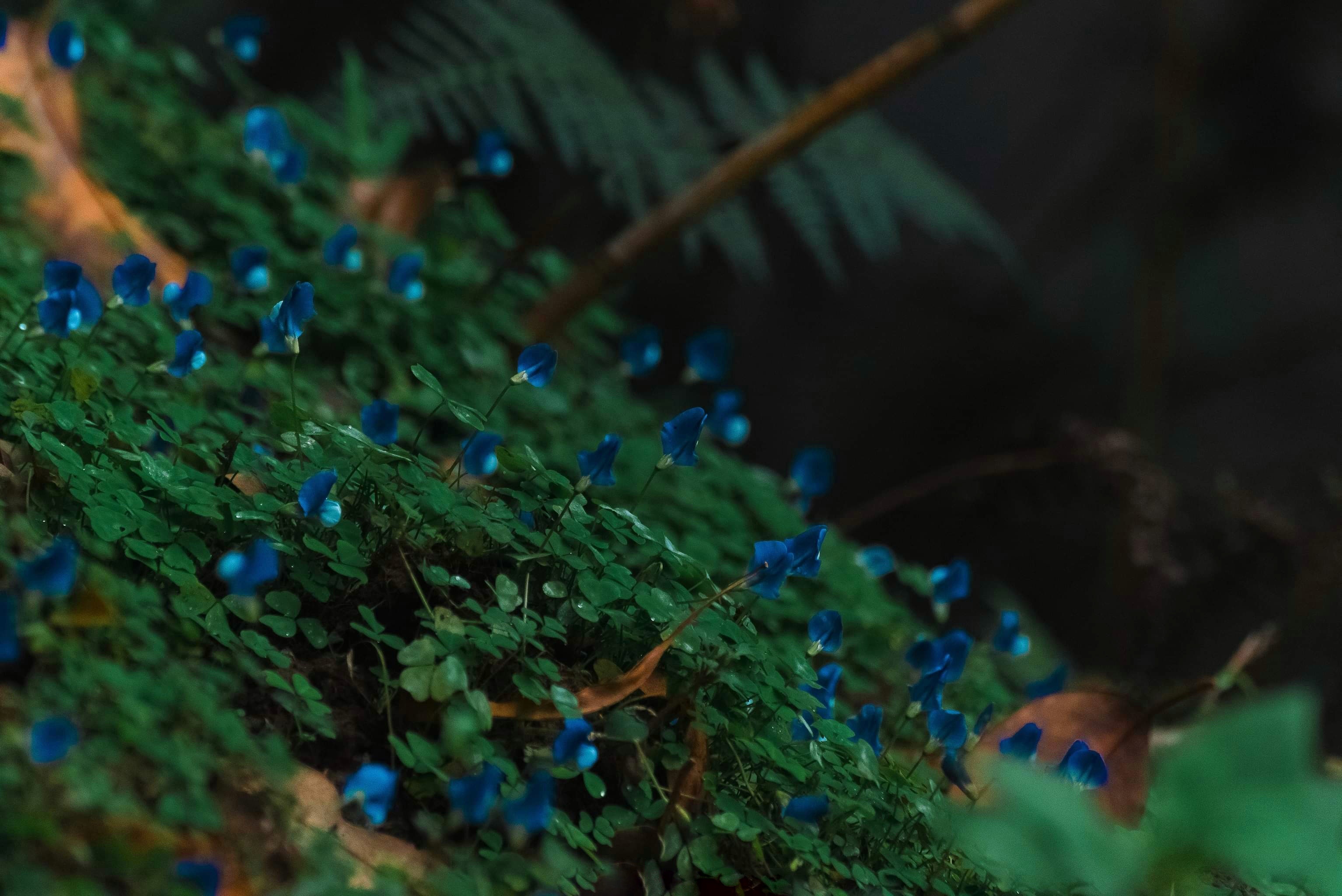 du lich ben vung anh 8