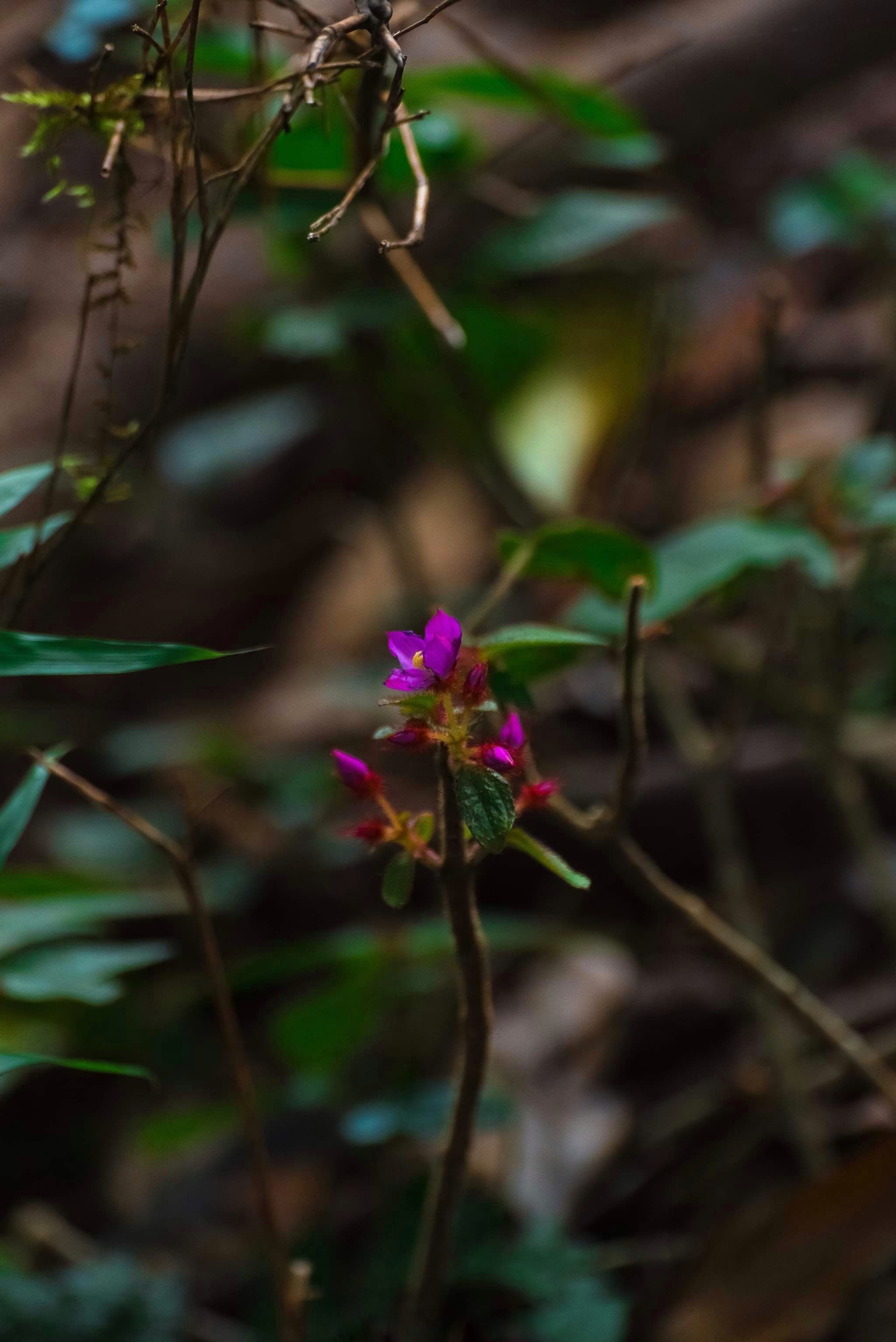 du lich ben vung anh 12