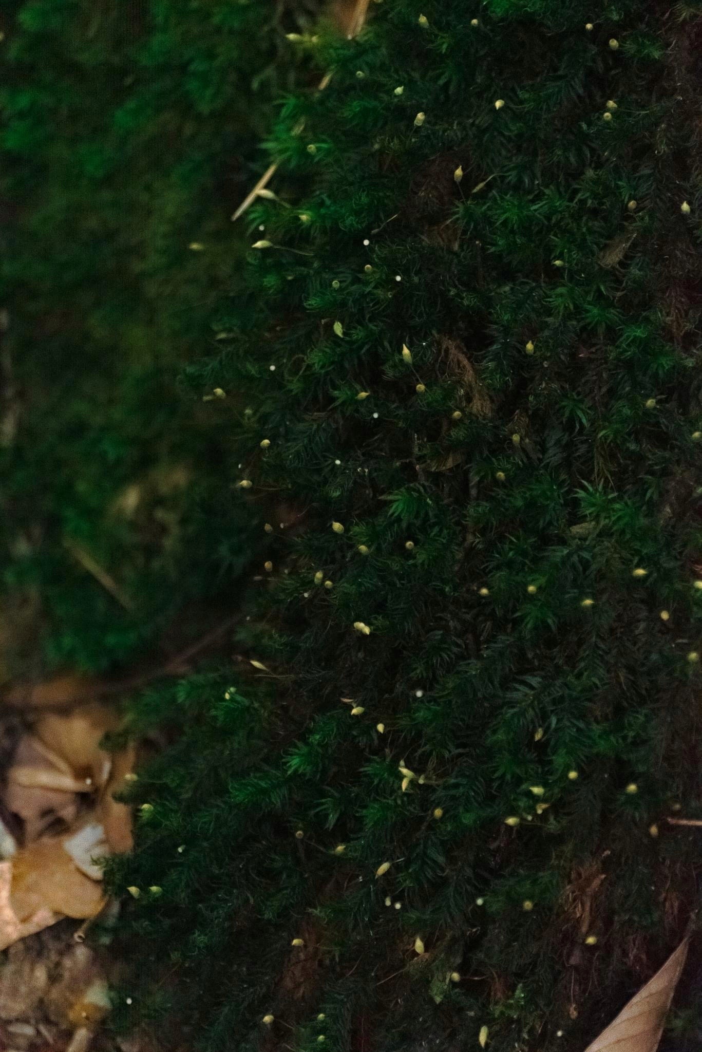 du lich ben vung anh 7