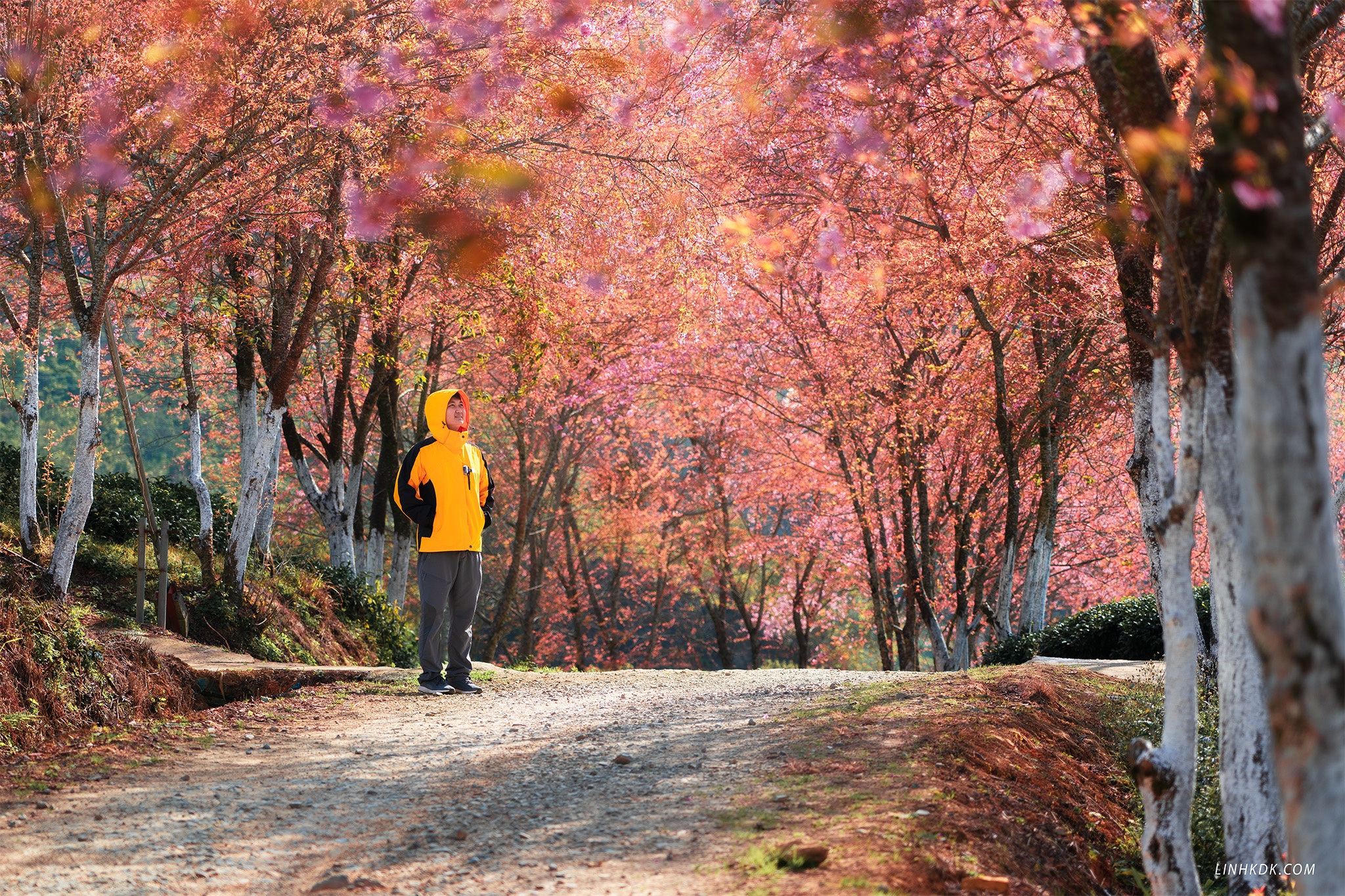 Dai lua hong uon luon khap doi che O Long hinh anh