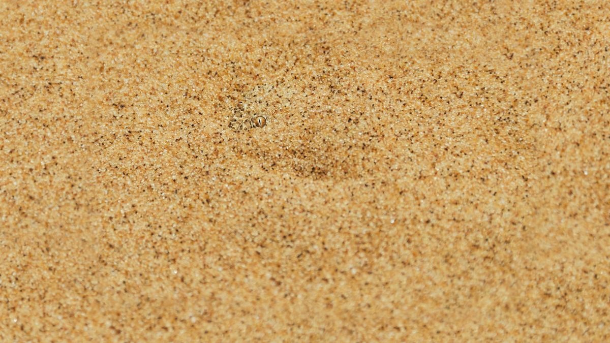 dong vat nguy trang anh 1