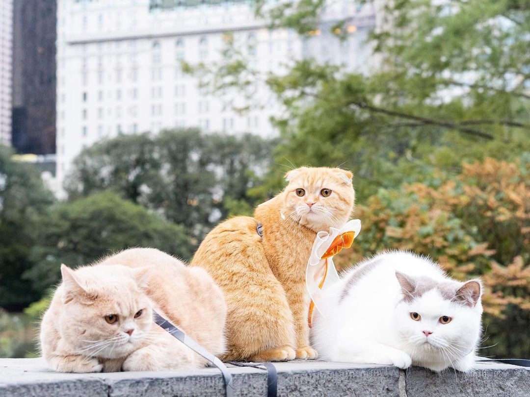 3 con meo du lich vong quanh the gioi hinh anh