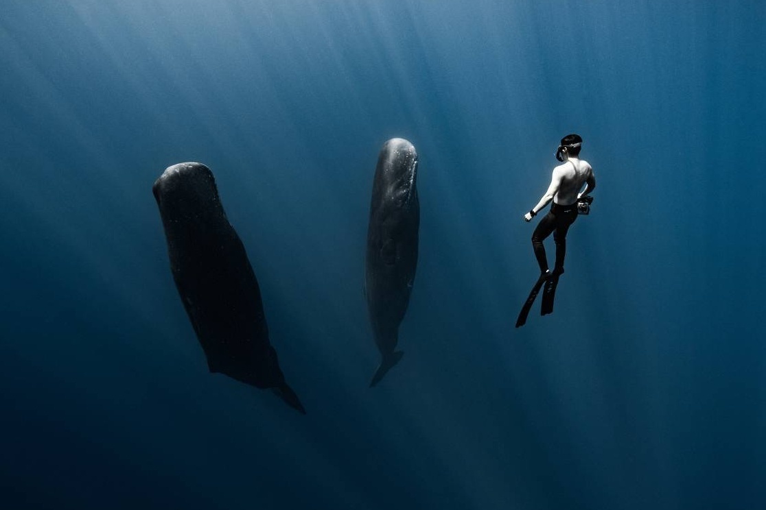 Toi bat gap ca nha tang ngu thang dung tai vung bien Dong Phi hinh anh