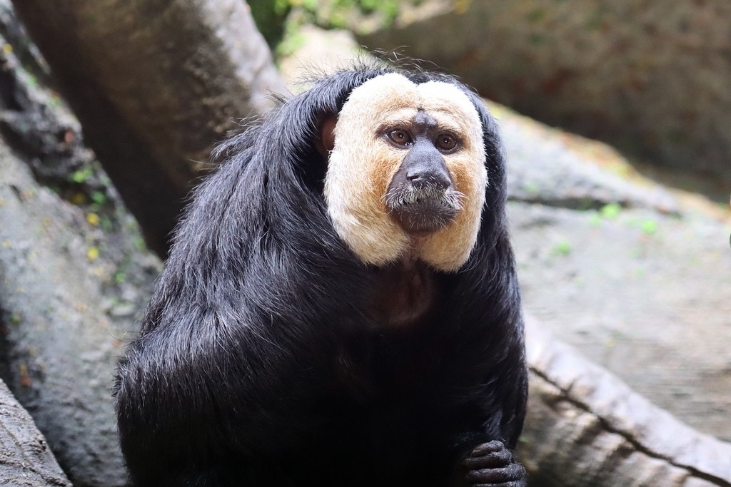 Chu khi noi nhu con tai Trung Quoc vi 'xau la' hinh anh