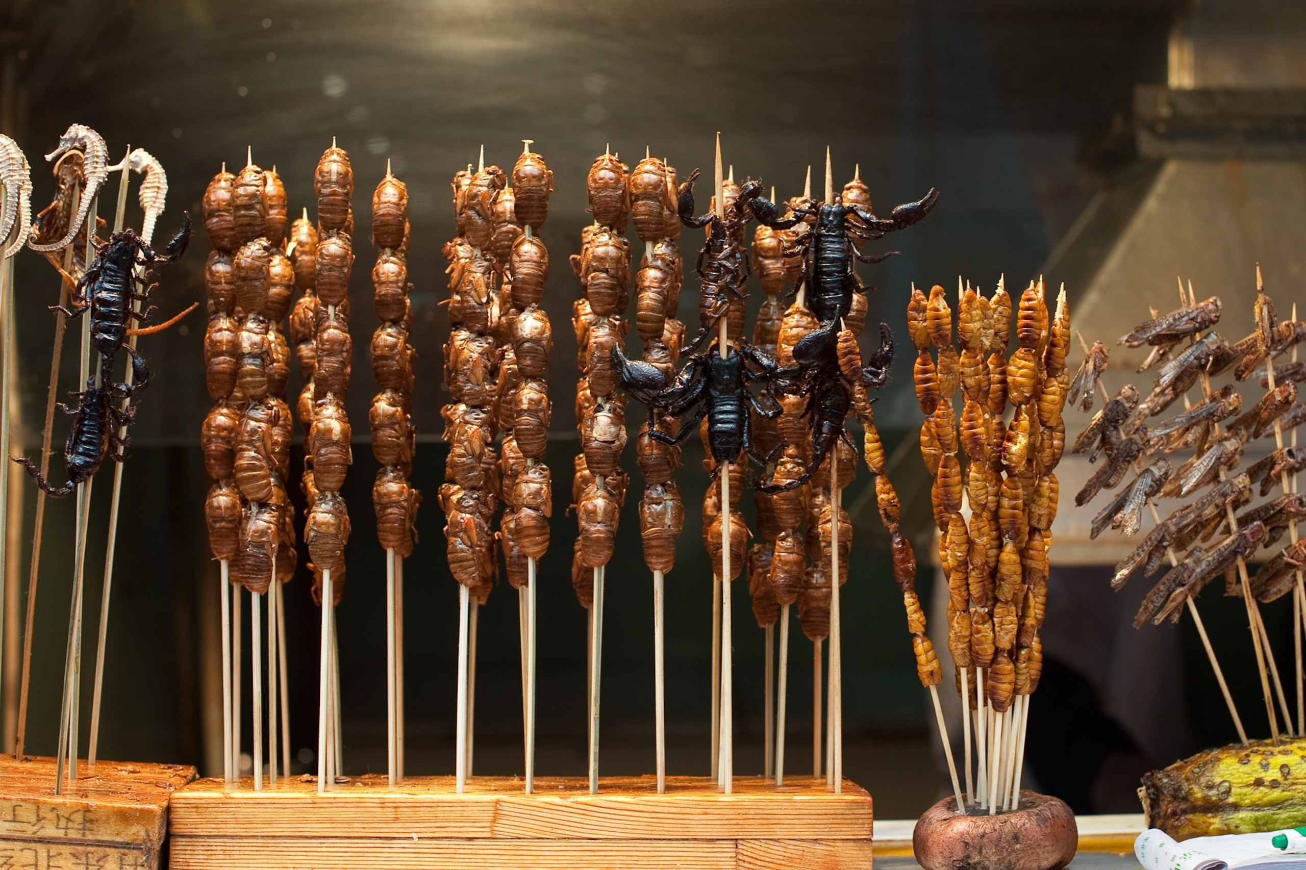 ve sầu xông khói ảnh 2 ve sau xong khoi anh 2