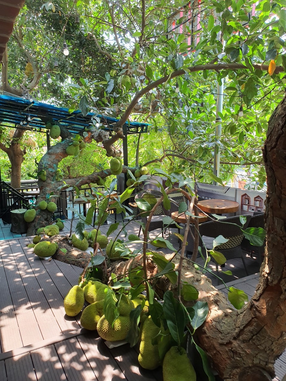 ca phe cay mit anh 3