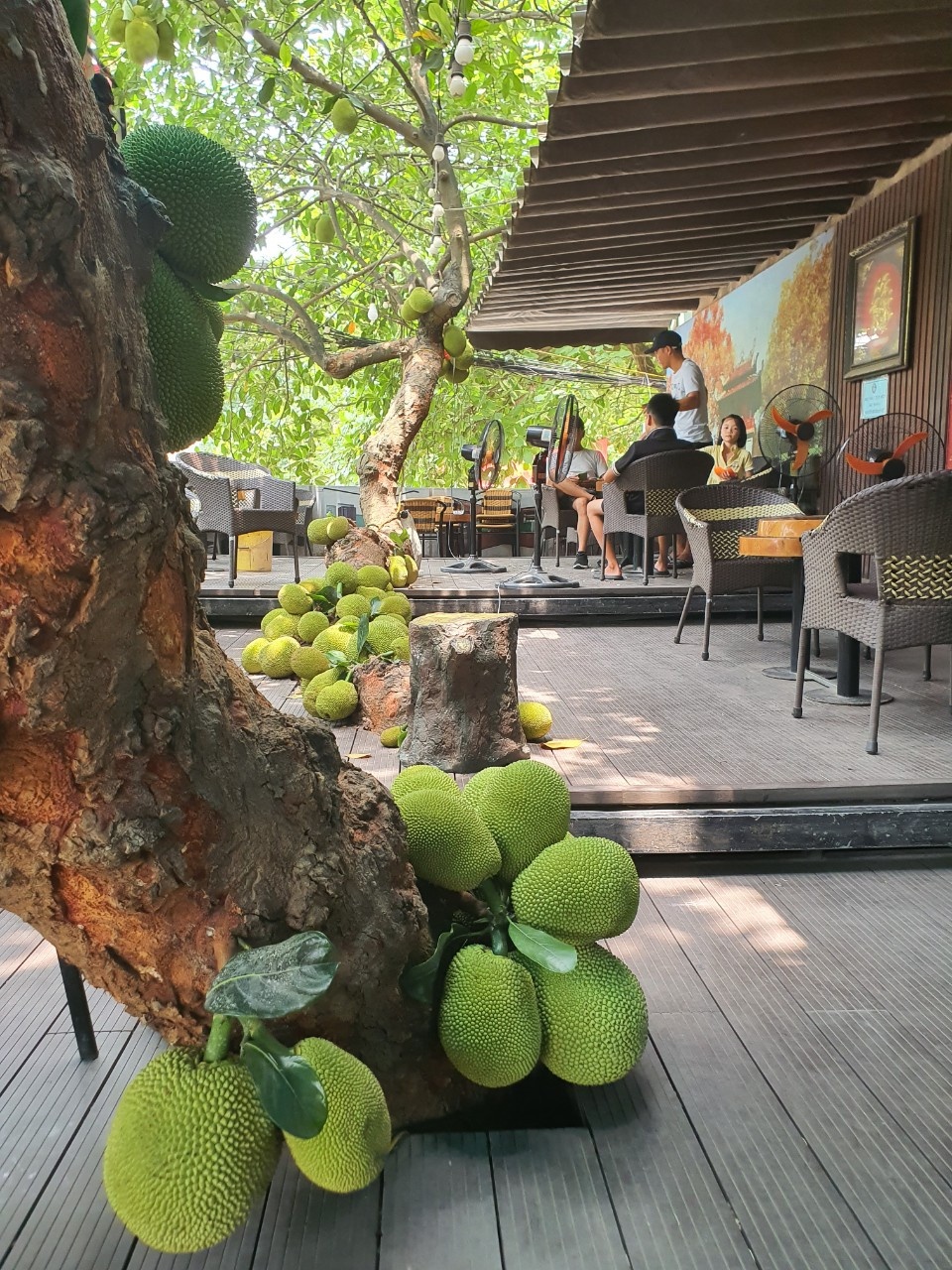 cà phê cây mít ảnh 2 ca phe cay mit anh 2