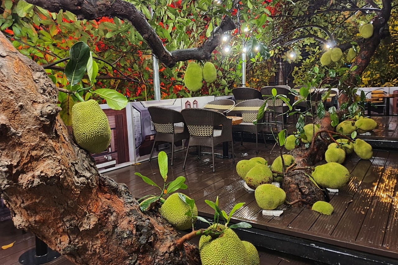 Quan ca phe co cay mit sai triu, moi nam deu 'hot' tai Tuyen Quang hinh anh