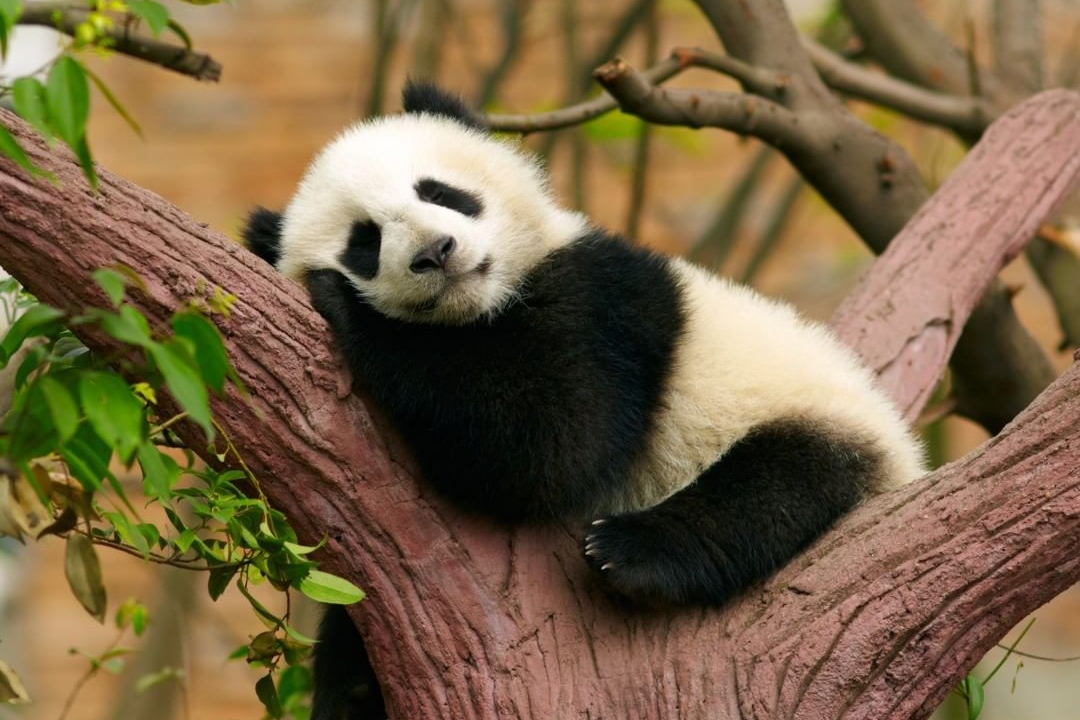 Trung Quoc cam cua tron doi 12 du khach nem do an vao gau truc hinh anh