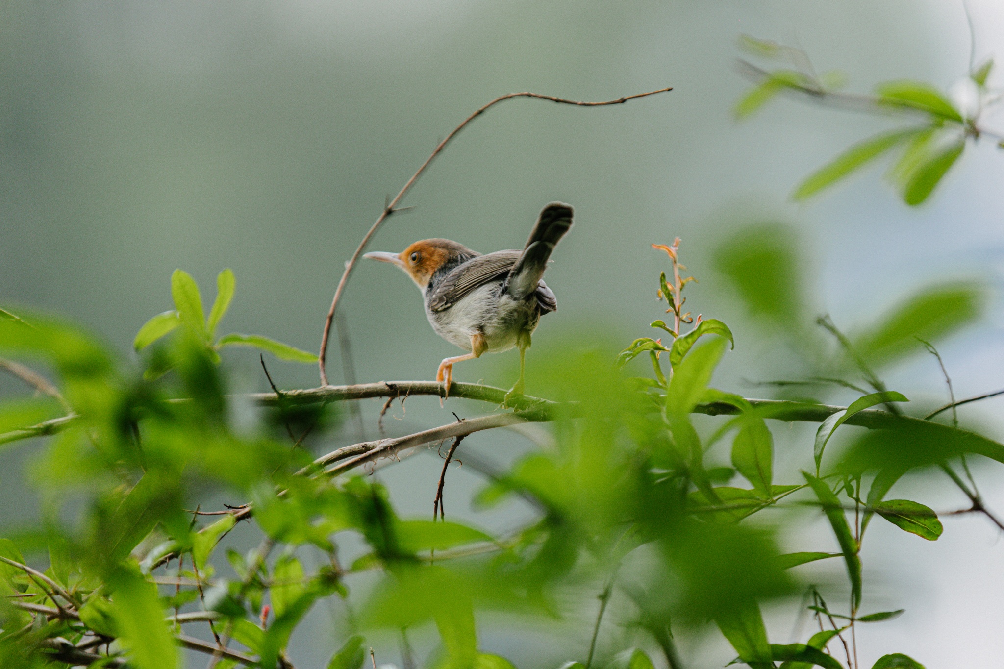 ẩm thực Michelin ảnh 8 am thuc Michelin anh 8