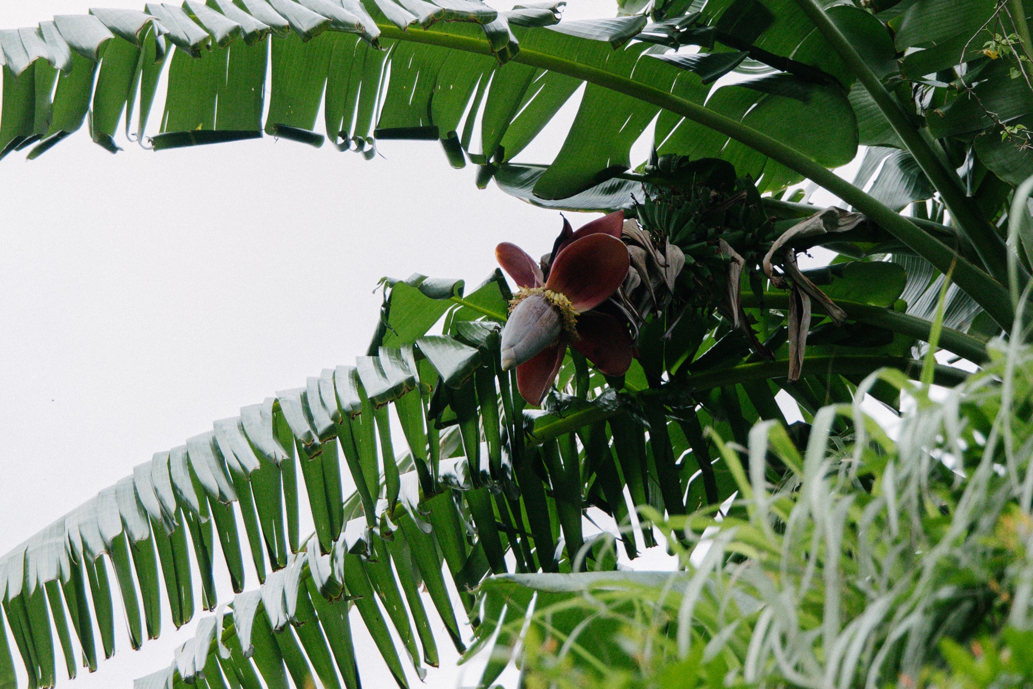 ẩm thực Michelin ảnh 9 am thuc Michelin anh 9