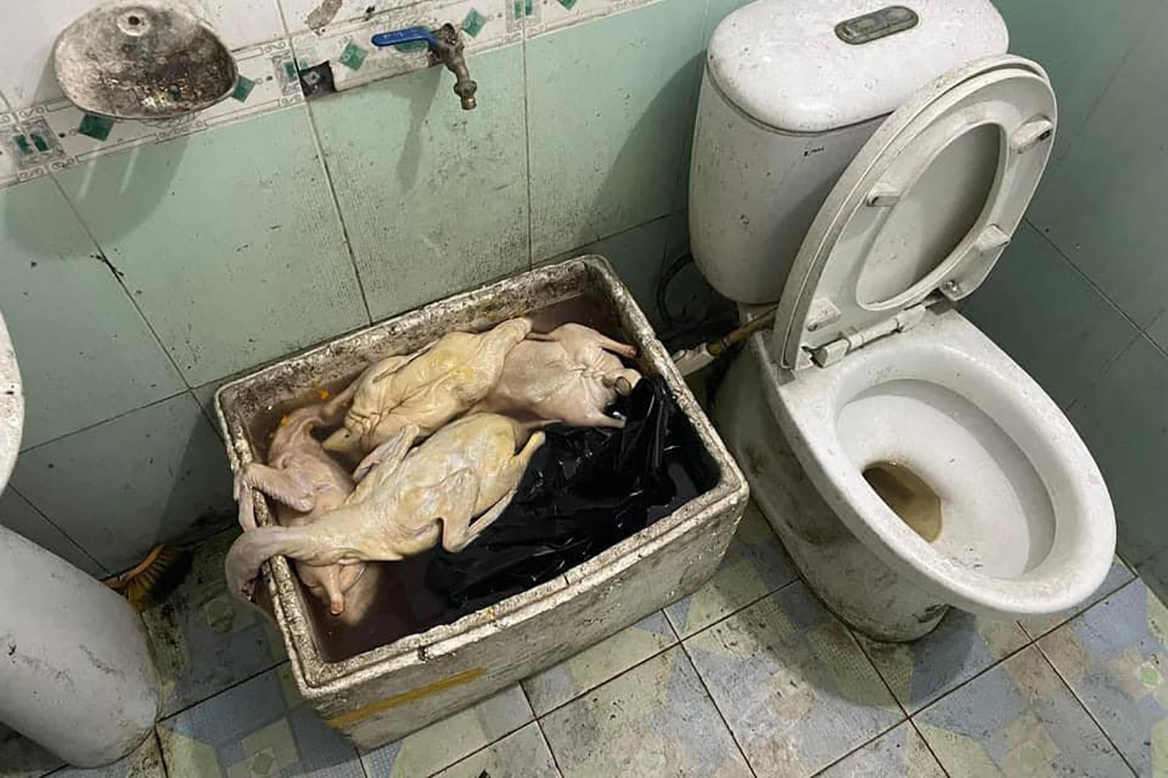 vit co gioi Quang Ninh anh 2