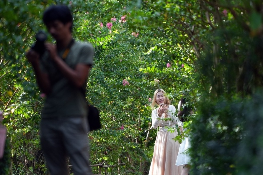 Hoa tuong vi Ha Noi tap nap don 'nang tho' hinh anh