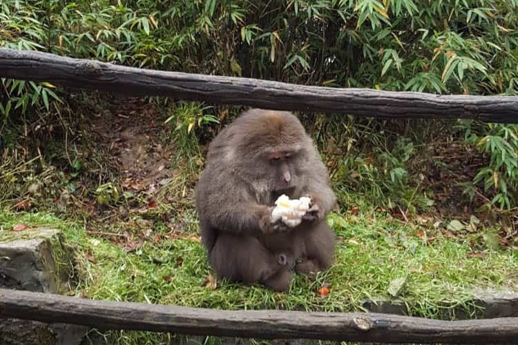 Khi o khu du lich Trung Quoc danh khach hinh anh