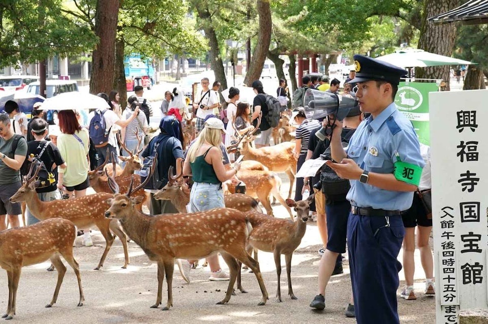 Nai o Nara anh 2