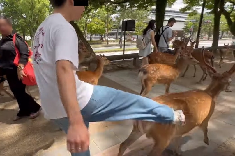 Canh du khach danh nai gay phan no o Nhat Ban hinh anh