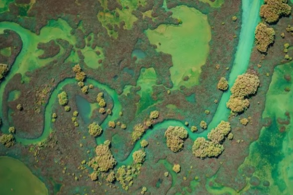 rung ngap man anh 10