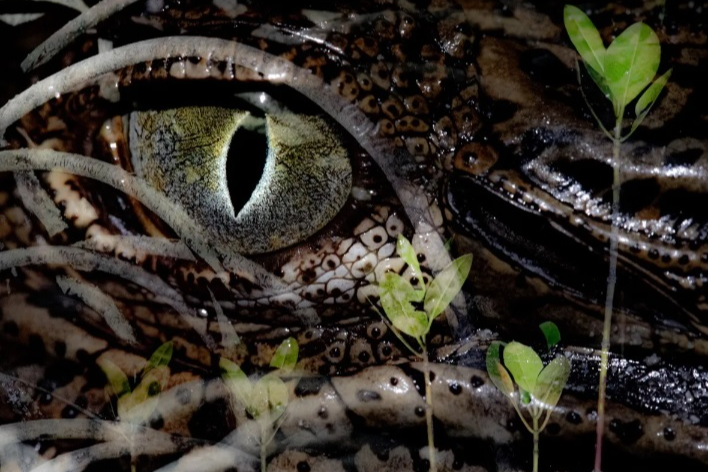 rung ngap man anh 12