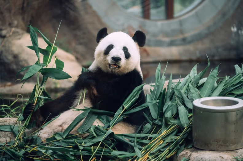 Nguoi Hong Kong 'dien dao' vi gau truc than tuong sinh doi hinh anh
