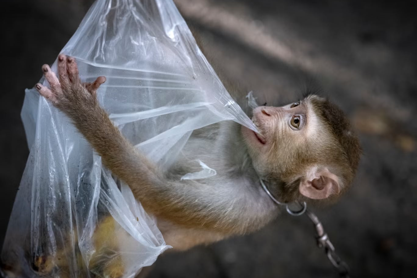 Noi so tu nhung con khi ho sac sua tai Thai Lan hinh anh