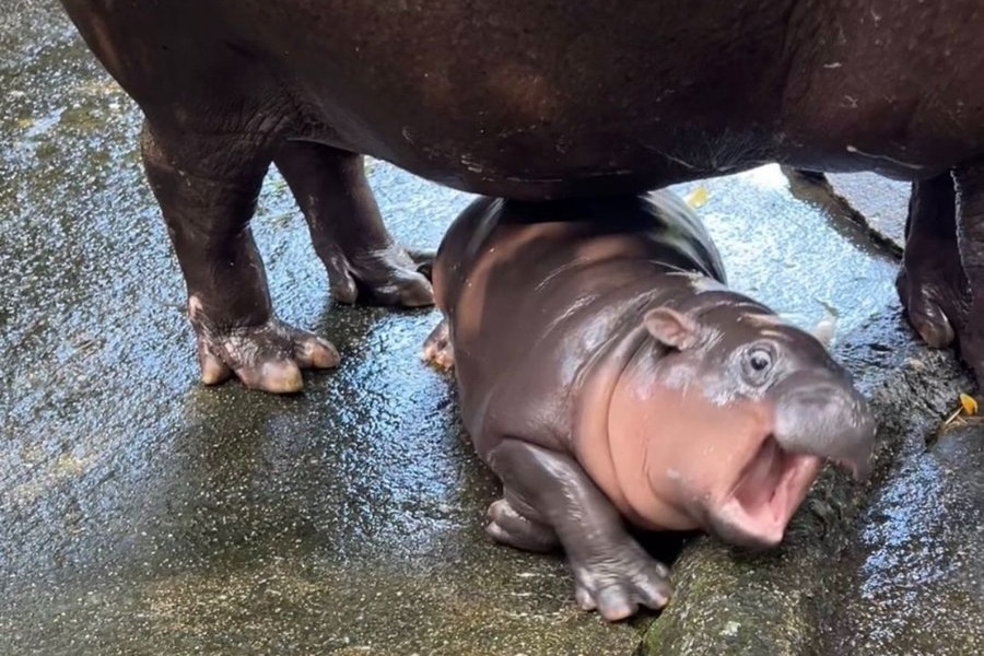 Dieu it biet ve ha ma lun Moo Deng 'hot' nhat Thai Lan hinh anh