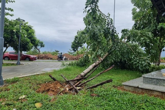Da Nang tam dung tham quan ban dao Son Tra do mua lon hinh anh