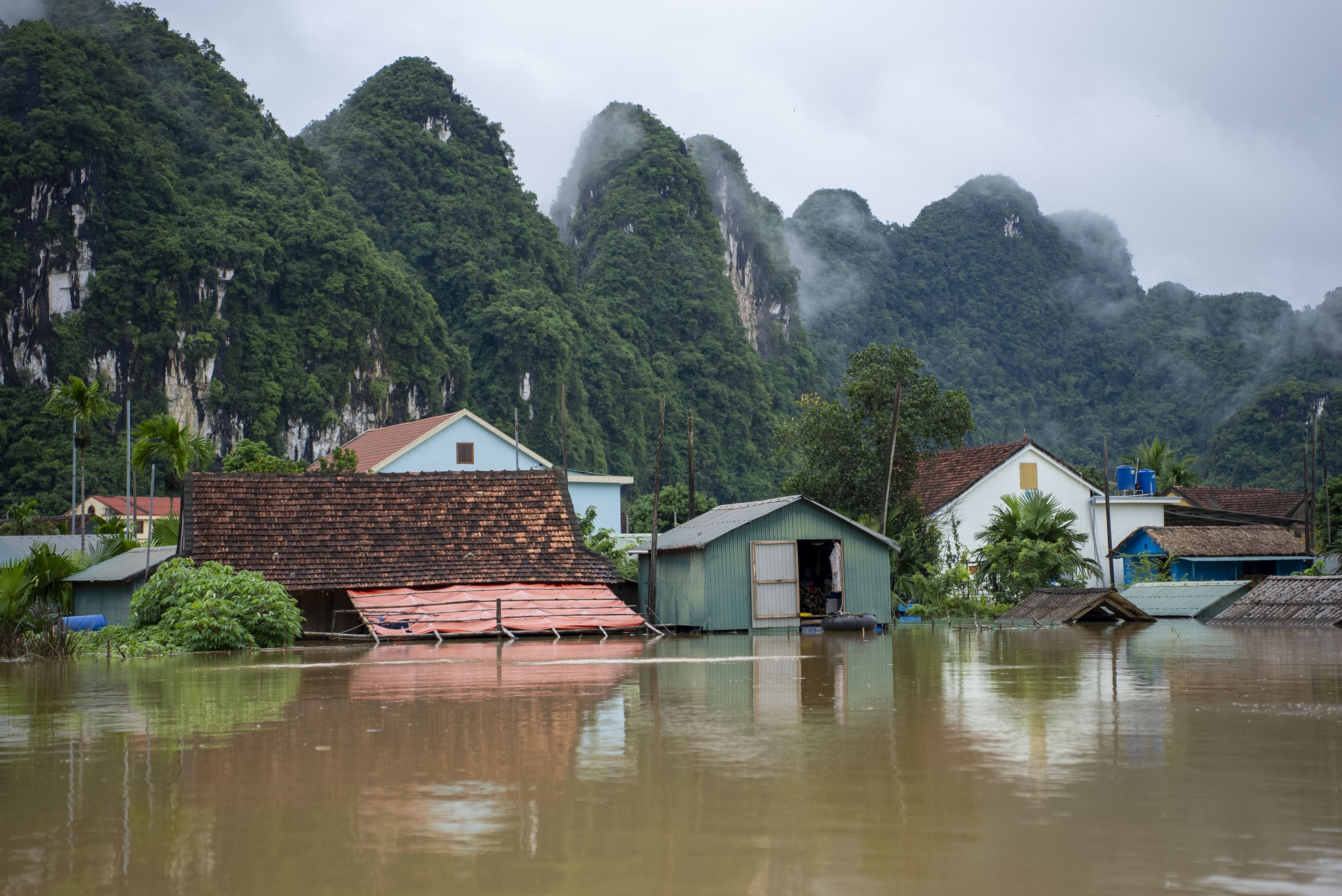 ron lu Tan Hoa anh 4