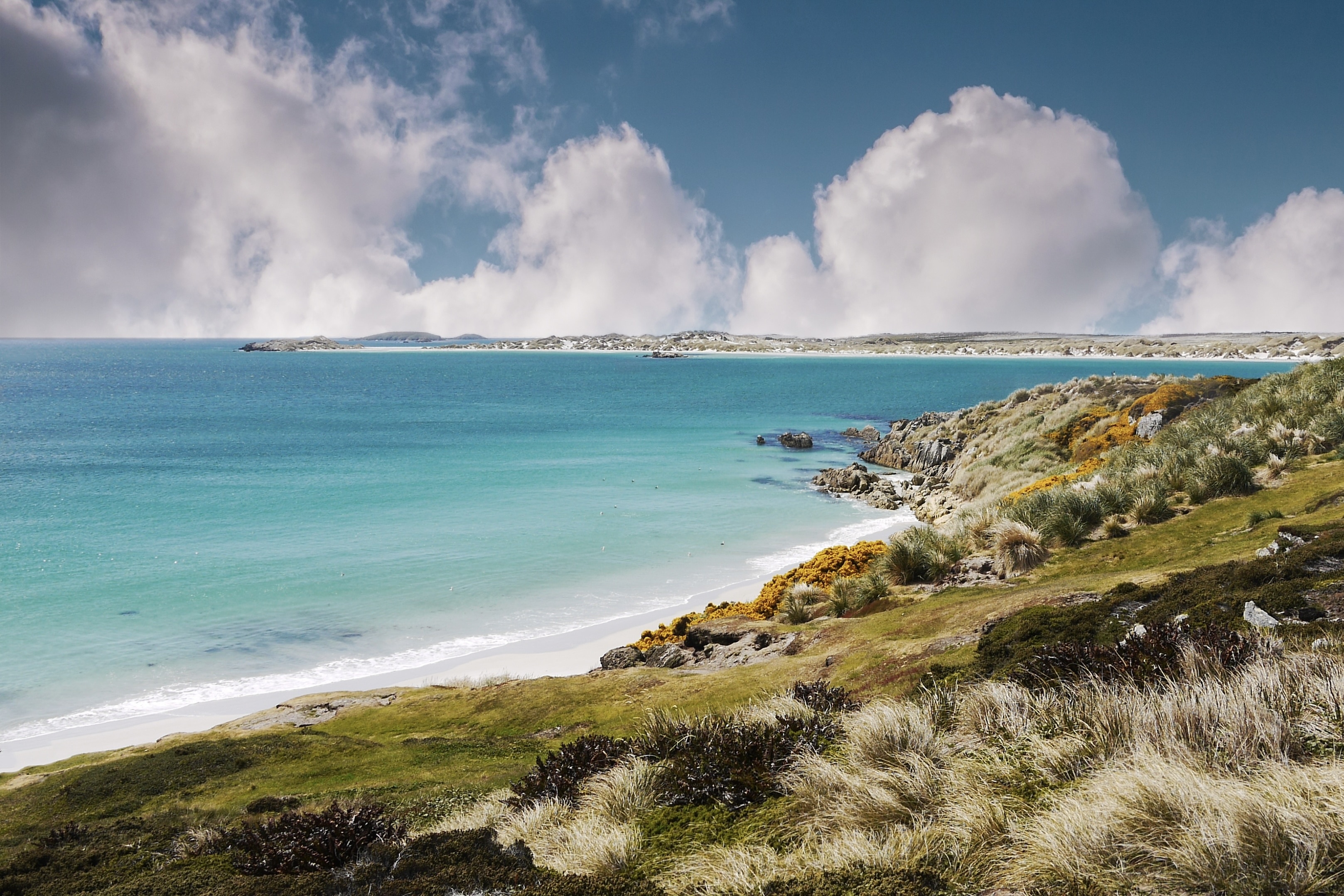 Phat hien khu rung co thu tren hon dao khong co cay hinh anh