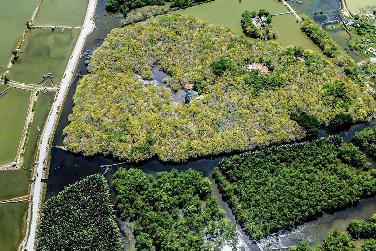 Dep me man rung ngap man Hue mua thay la hinh anh