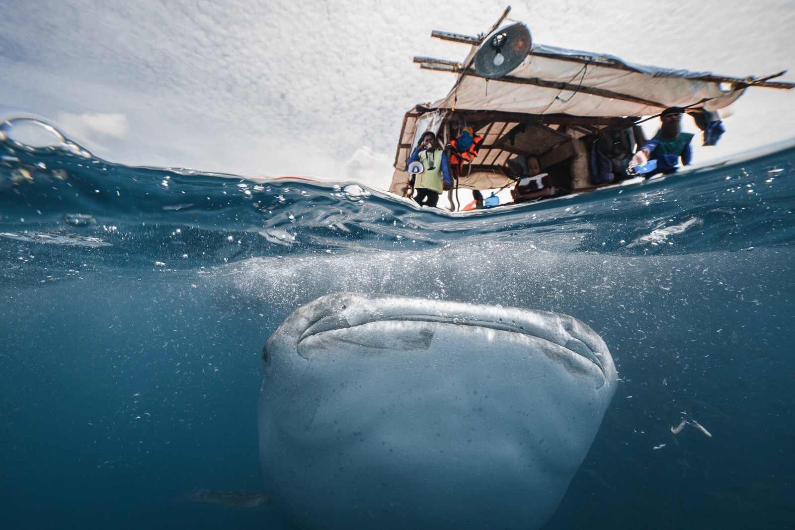 Toi lan cung loai ca lon nhat hanh tinh o Philippines hinh anh