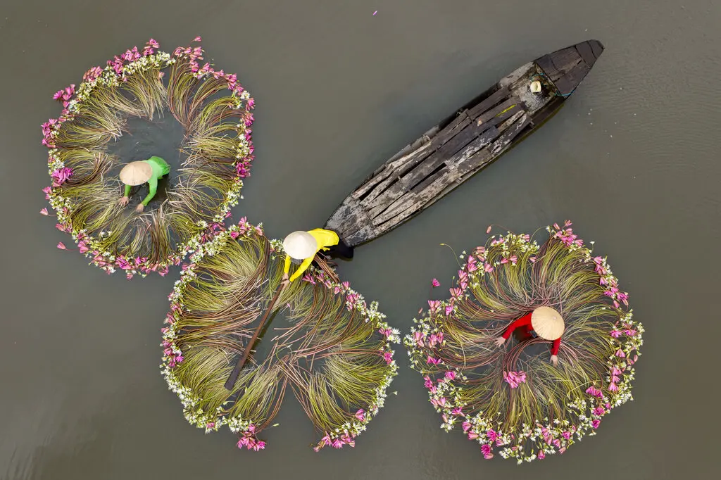 Bao Tay ngo ngang canh thu hoach hoa sung o Viet Nam hinh anh