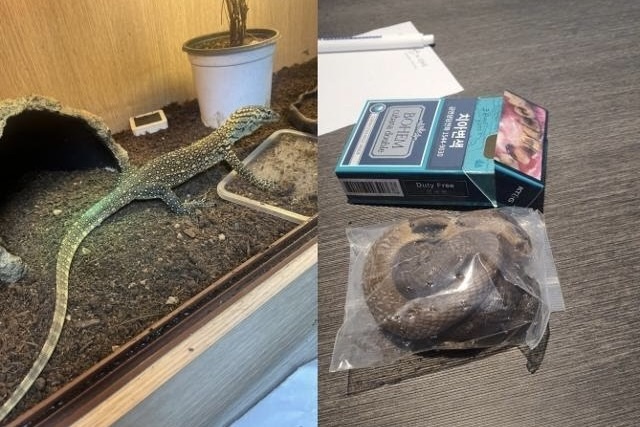 Giau rong Komodo 50 cm trong do lot o Han Quoc hinh anh