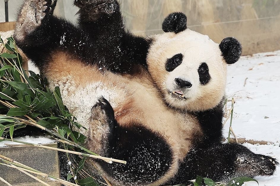 Gau truc Huibao va Ruibao choi dua duoi tran tuyet dau mua gay sot tai Han Quoc hinh anh