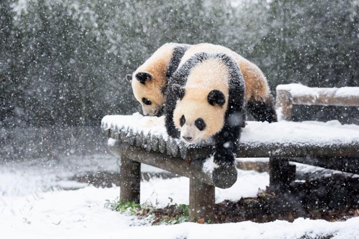 Nguoi Han Quoc do xo xem gau truc trong tran tuyet ky luc hinh anh