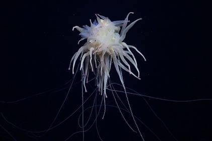 Can canh loai vat giong soi my spaghetti o vung bien Thai Binh Duong hinh anh