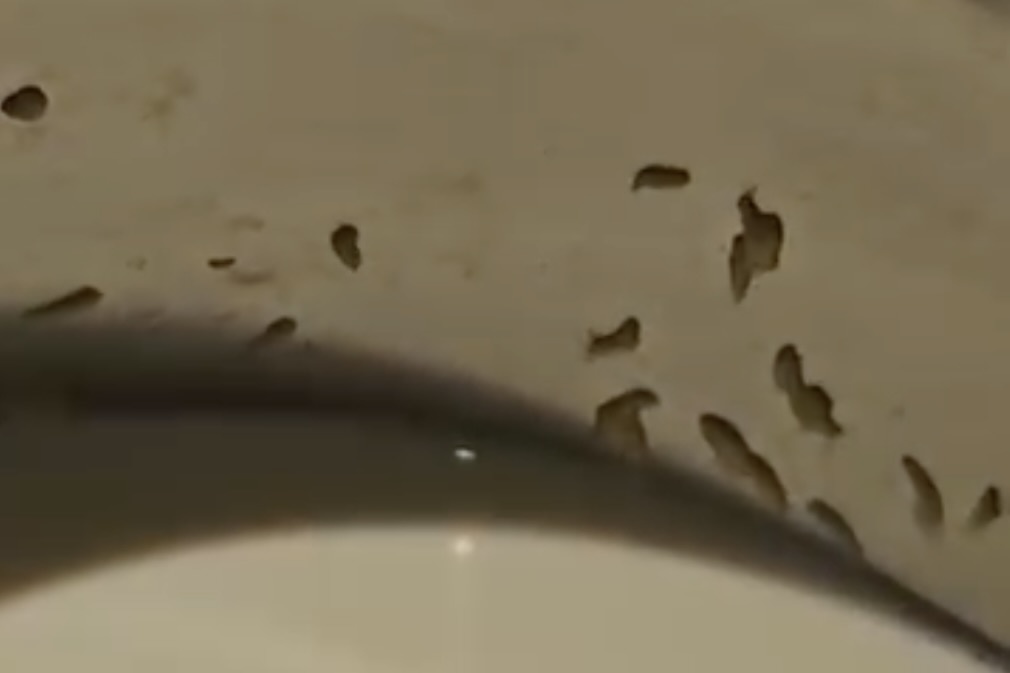 Can canh dan gioi nhung nhuc trong binh sua tai mot resort o Cam Ranh hinh anh