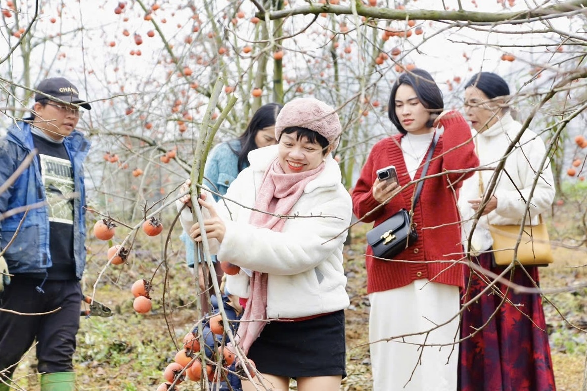 Vuot gan 200 km len Moc Chau 'san' canh hong triu qua choi Tet hinh anh