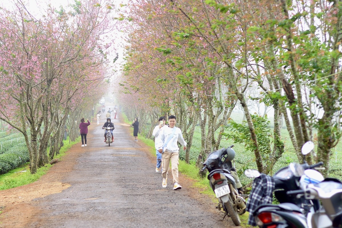 mai anh dao Da Lat anh 3