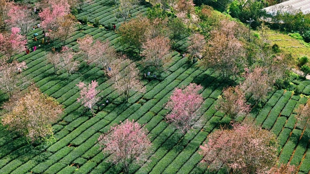 mai anh dao Da Lat anh 2