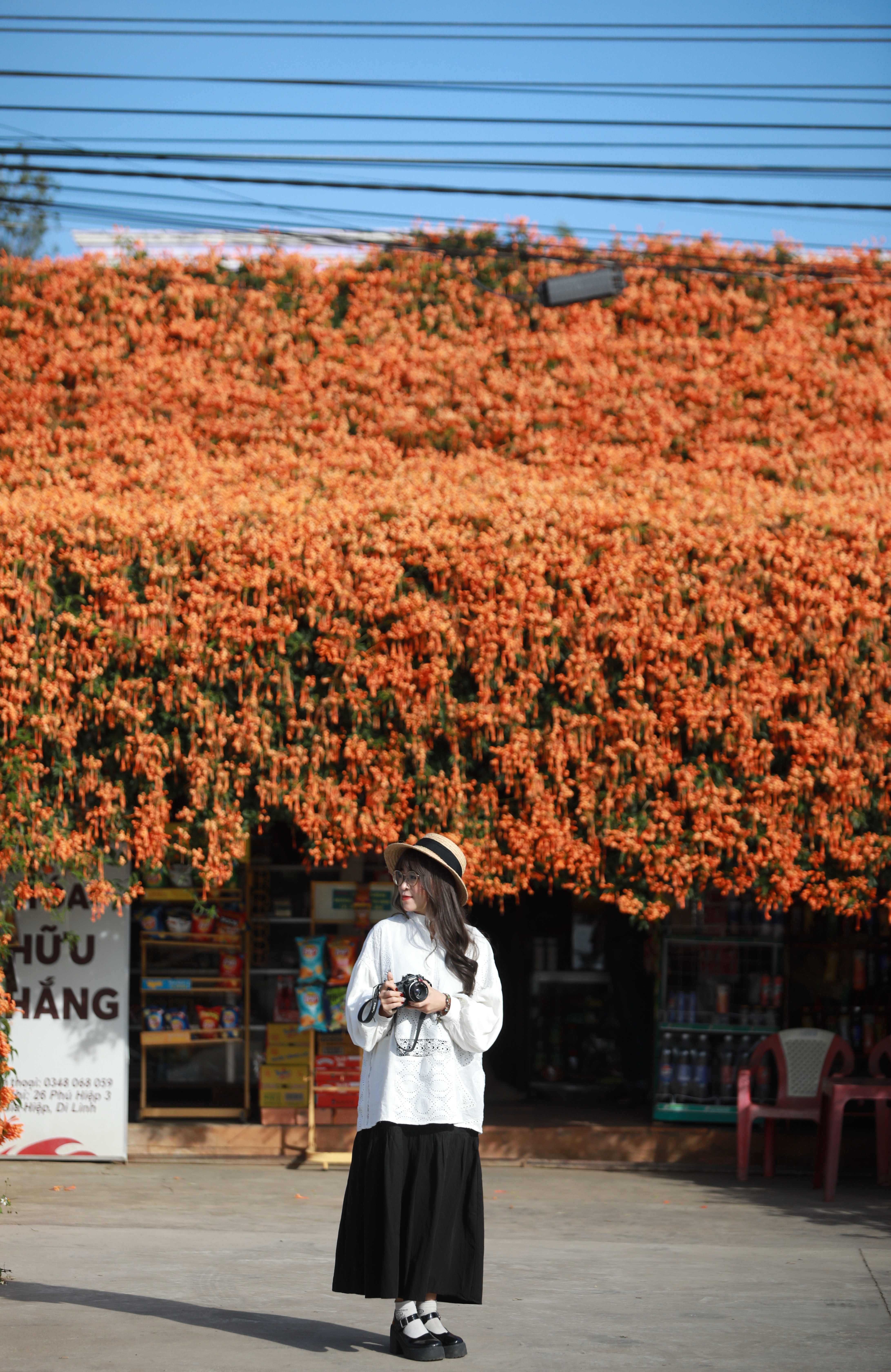 hoa xac phao Di Linh anh 7