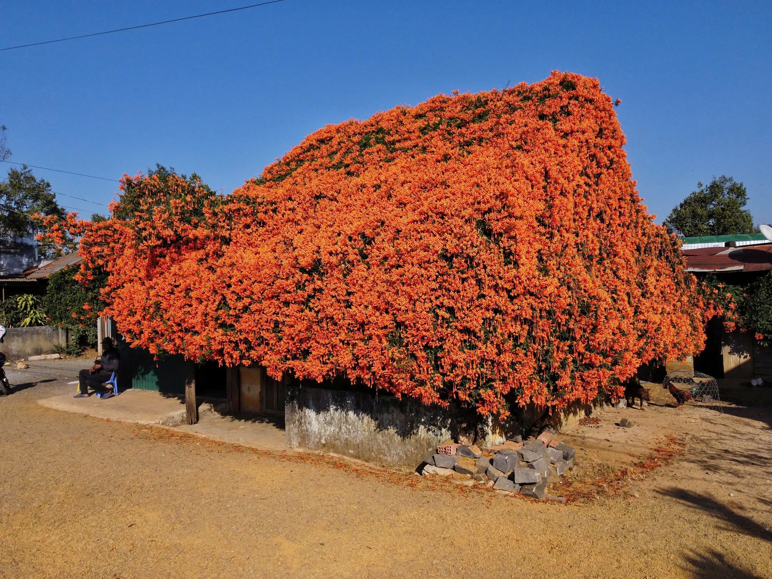 hoa xac phao Di Linh anh 16