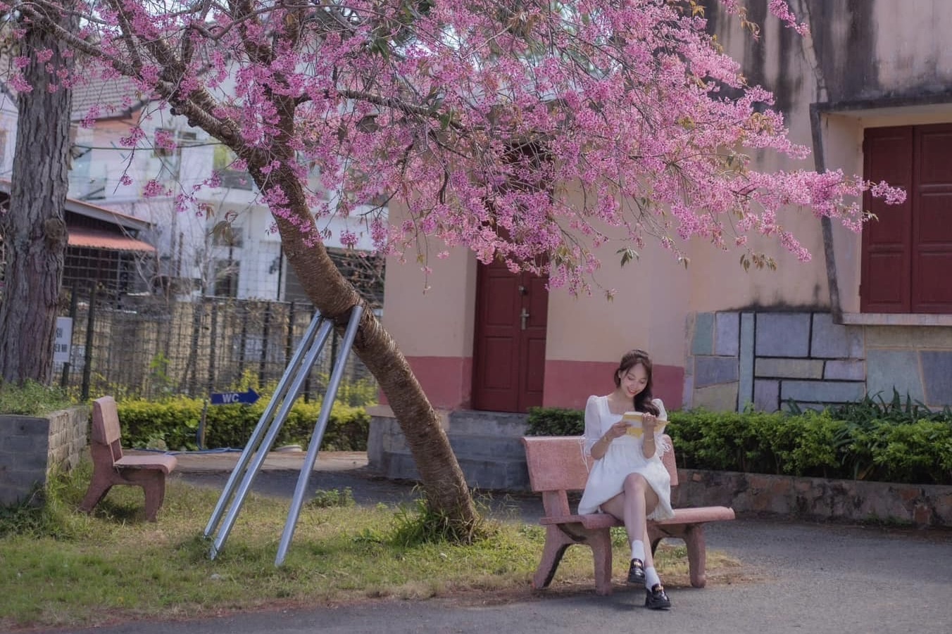 Can canh diem check-in mai anh dao dang 'hot' nhat Da Lat hinh anh