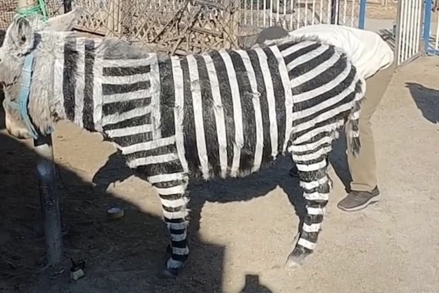 Vuon thu Trung Quoc bi to lua dao vi 'ho bien' lua thanh ngua van hinh anh