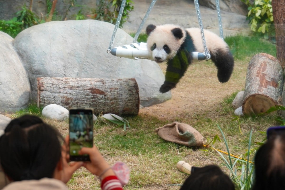 Hong Kong muon gau truc moi nuoi noi nhu Moo Deng o Thai Lan hinh anh