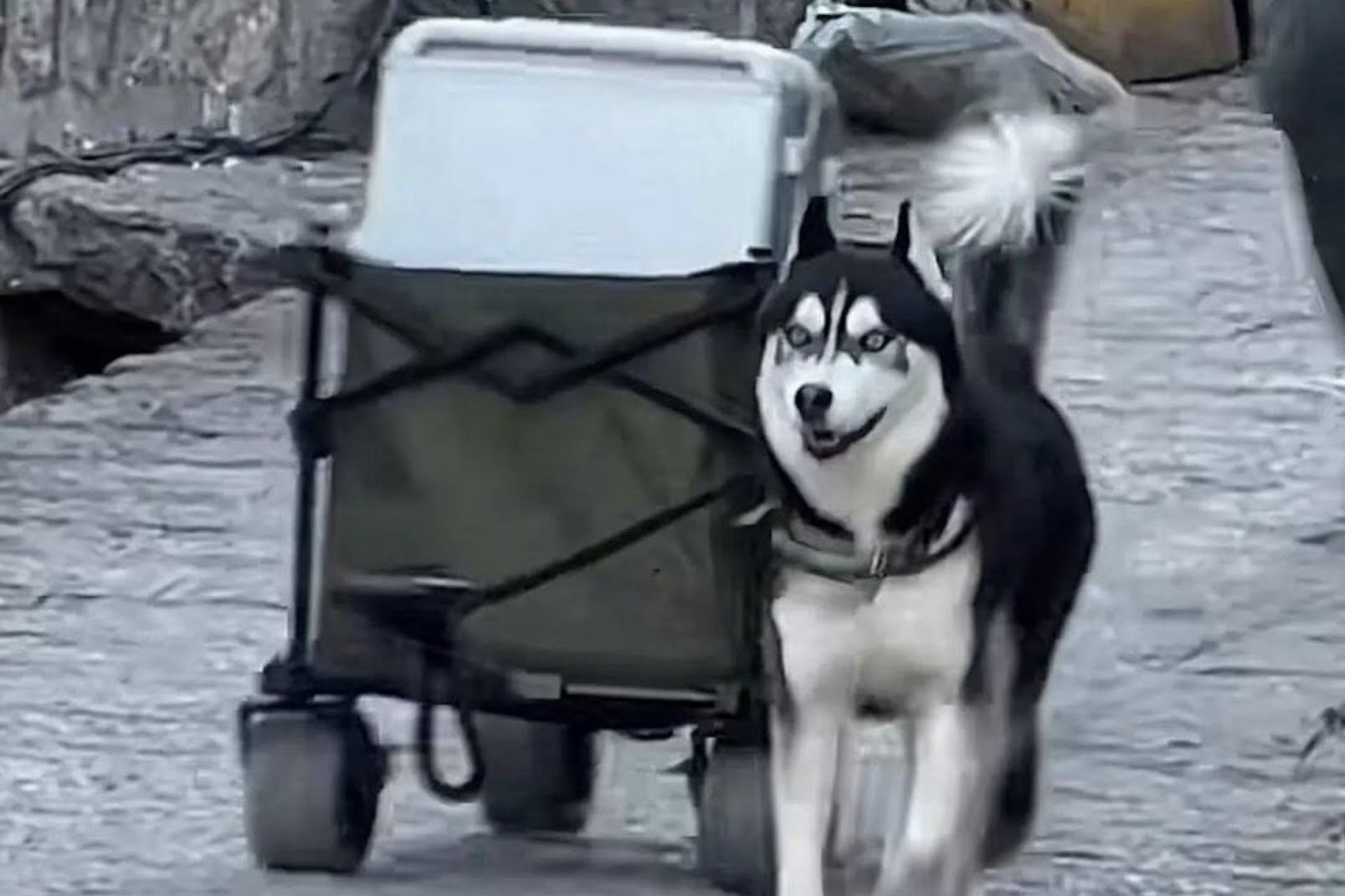 Cho Husky noi tieng sau mot dem nho keo hanh ly cho du khach hinh anh