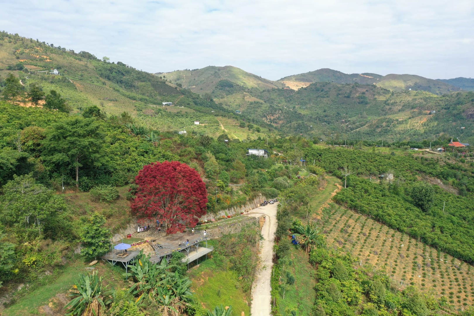 cay la do lam dong anh 1