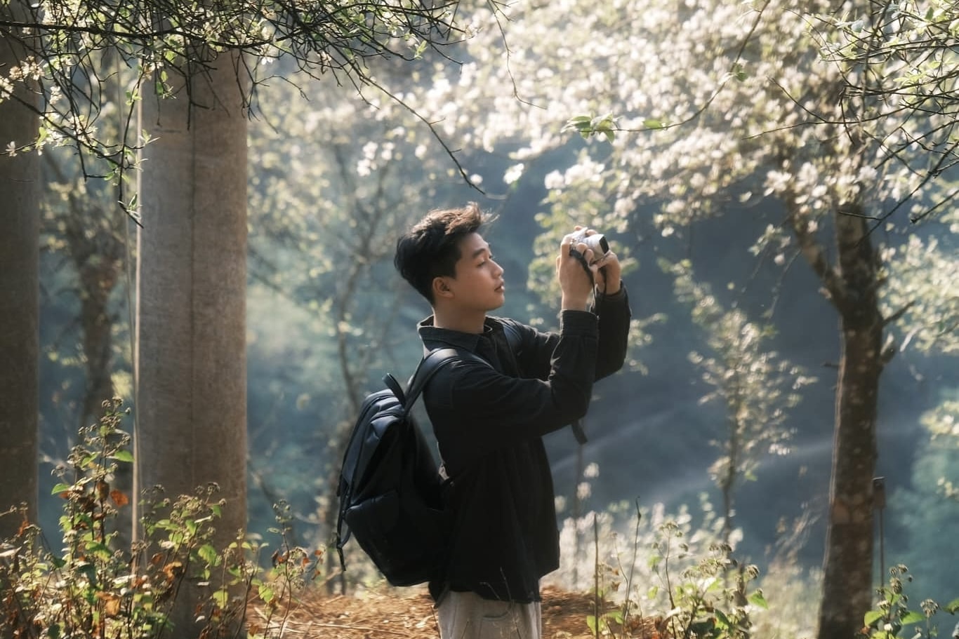 Hoa son tra no 'trang troi' Son La hinh anh